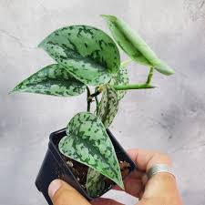 Scindapsus Silver Lady