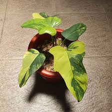 Bipennifolium Varigated