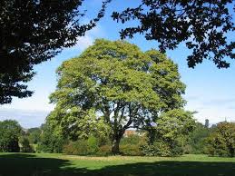 American Sycamore