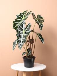 Polly Alocasia