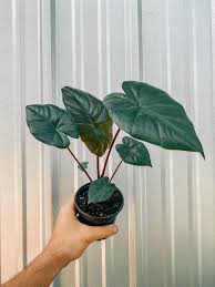 Serendipity Alocasia