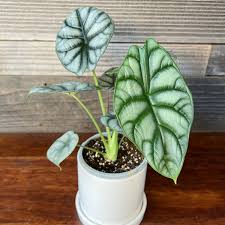 Silver Dragon Alocasia