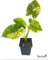 Gageana Variegated Alocasia
