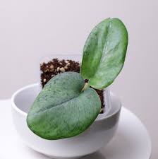 Scindapsus Silver Duchess