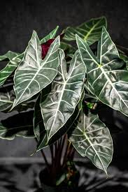 Longiloba Alocasia