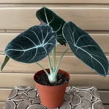 Ebony Alocasia