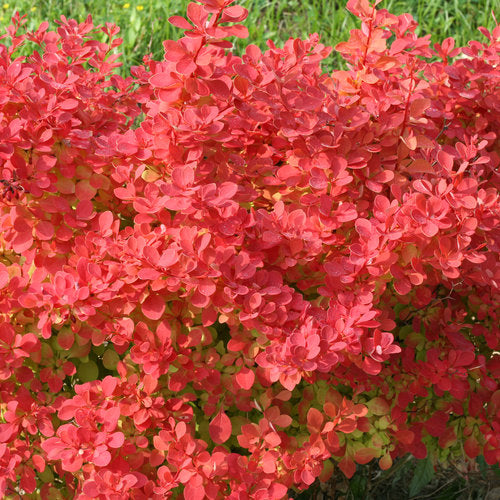 Berberis Thunbergii 'Sunjoy Neo' #3
