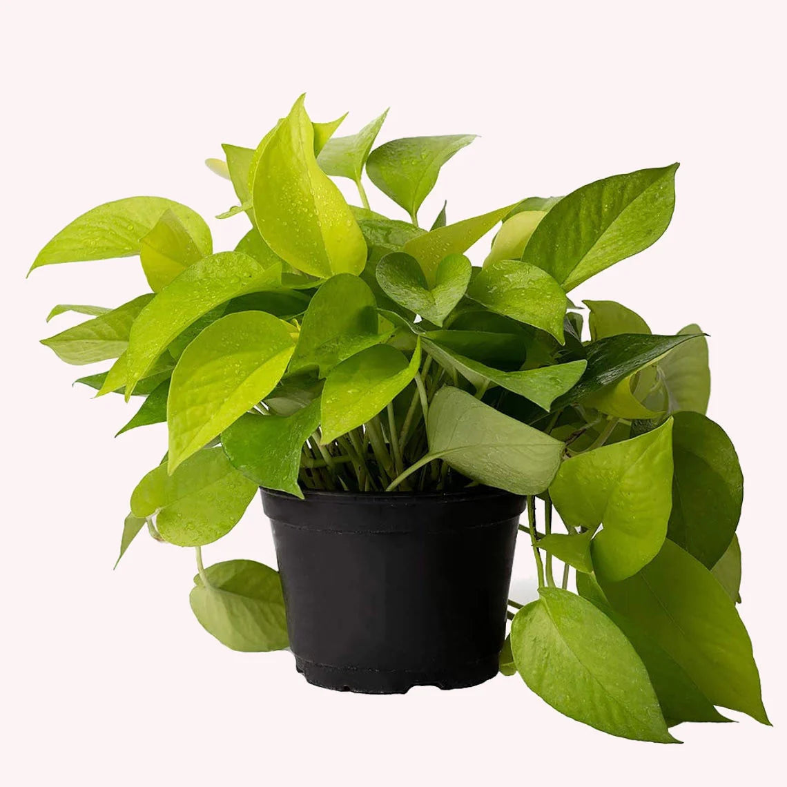 6" Pothos 'Neon' Hanging Basket