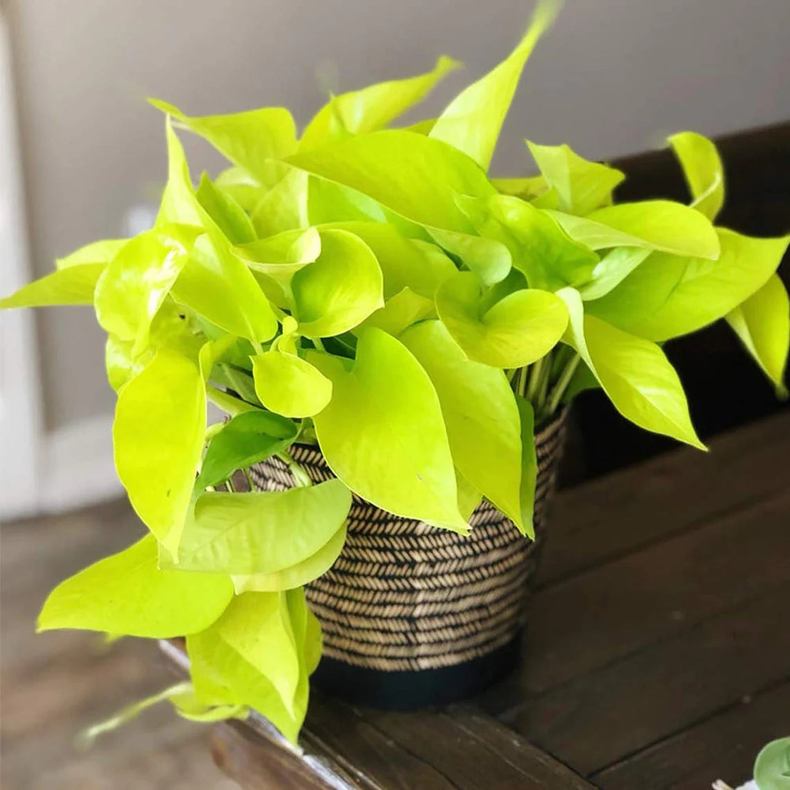 6" Pothos 'Neon' Hanging Basket