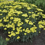 Achillea 'Sassy Summer Lemon' #1