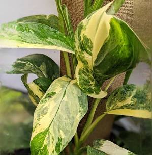 Lechleriana Variegated