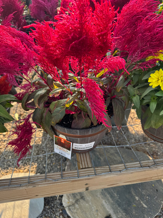 8" Whiskey Barrel Celosia