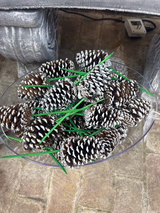 3-4" Pine Cones