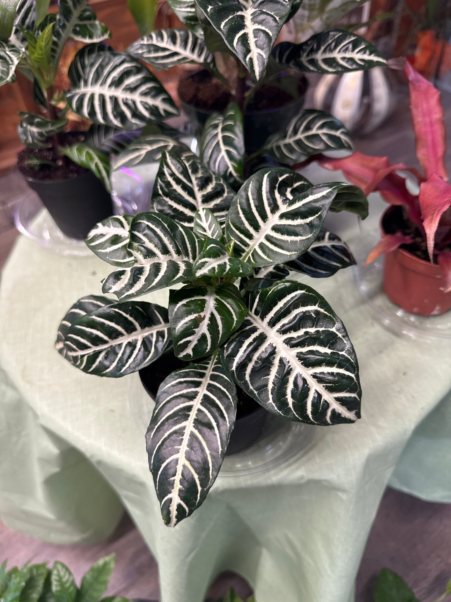 Zebra Plant