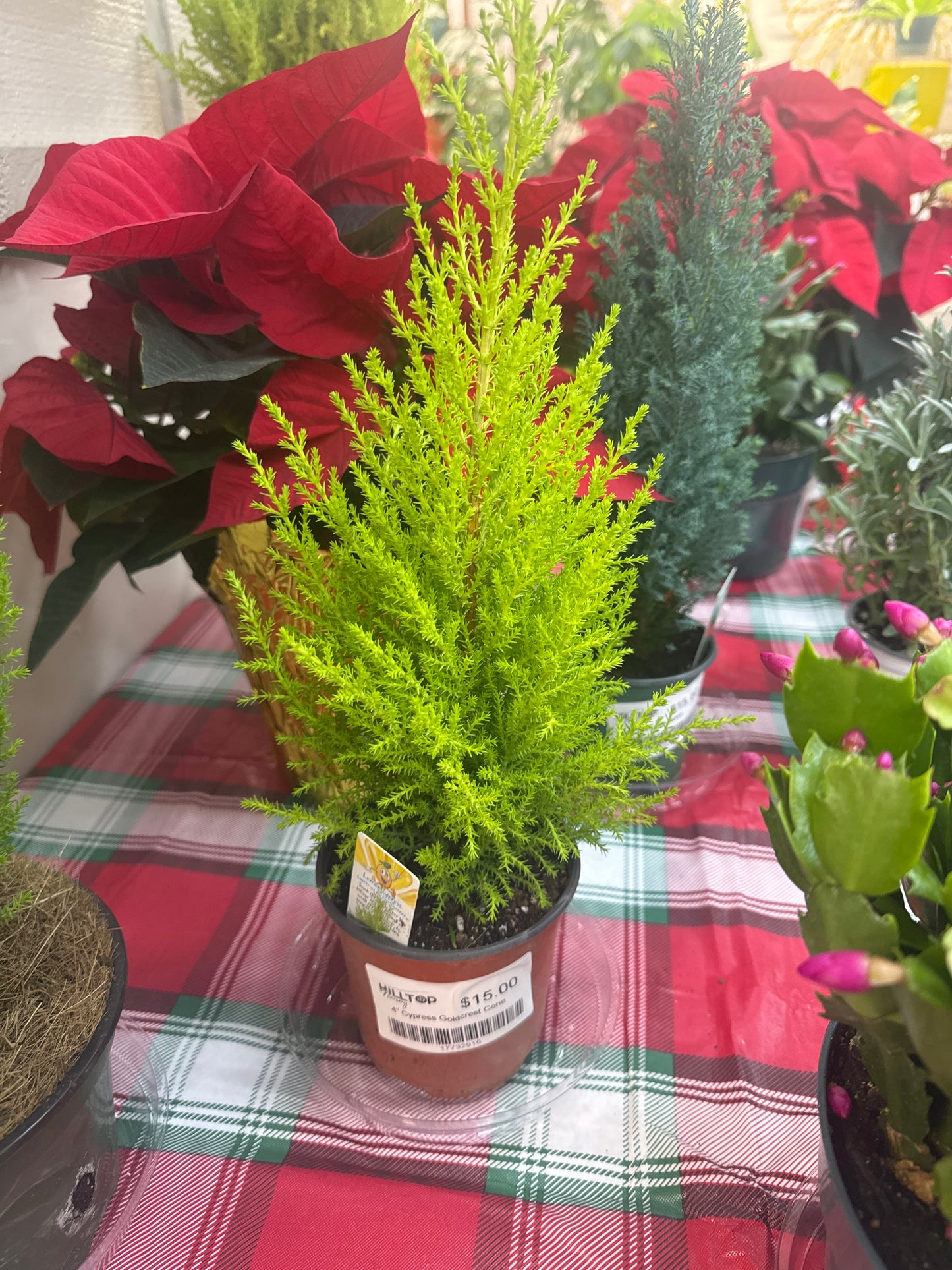 4" Cypress Goldcrest Cone