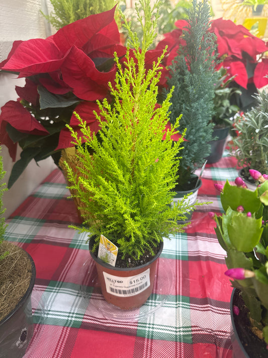 4" Cypress Goldcrest Cone