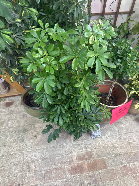 Schefflera (Premium)