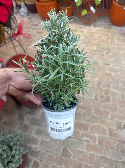 4" Lavender Tree