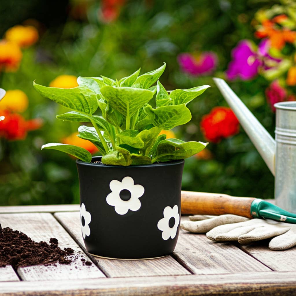 6 in. Black/White Flower Power Planter
