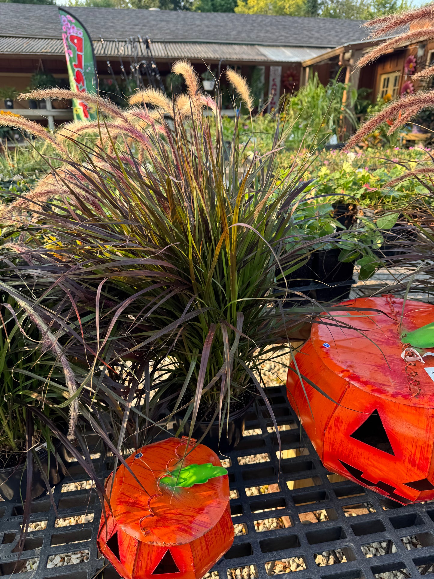 8" Grass Pennisetum Rubrum