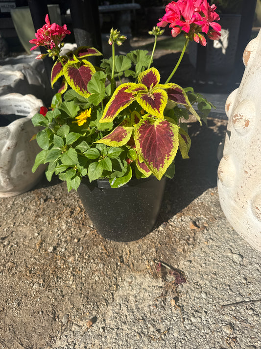10" Mothers Day Pot