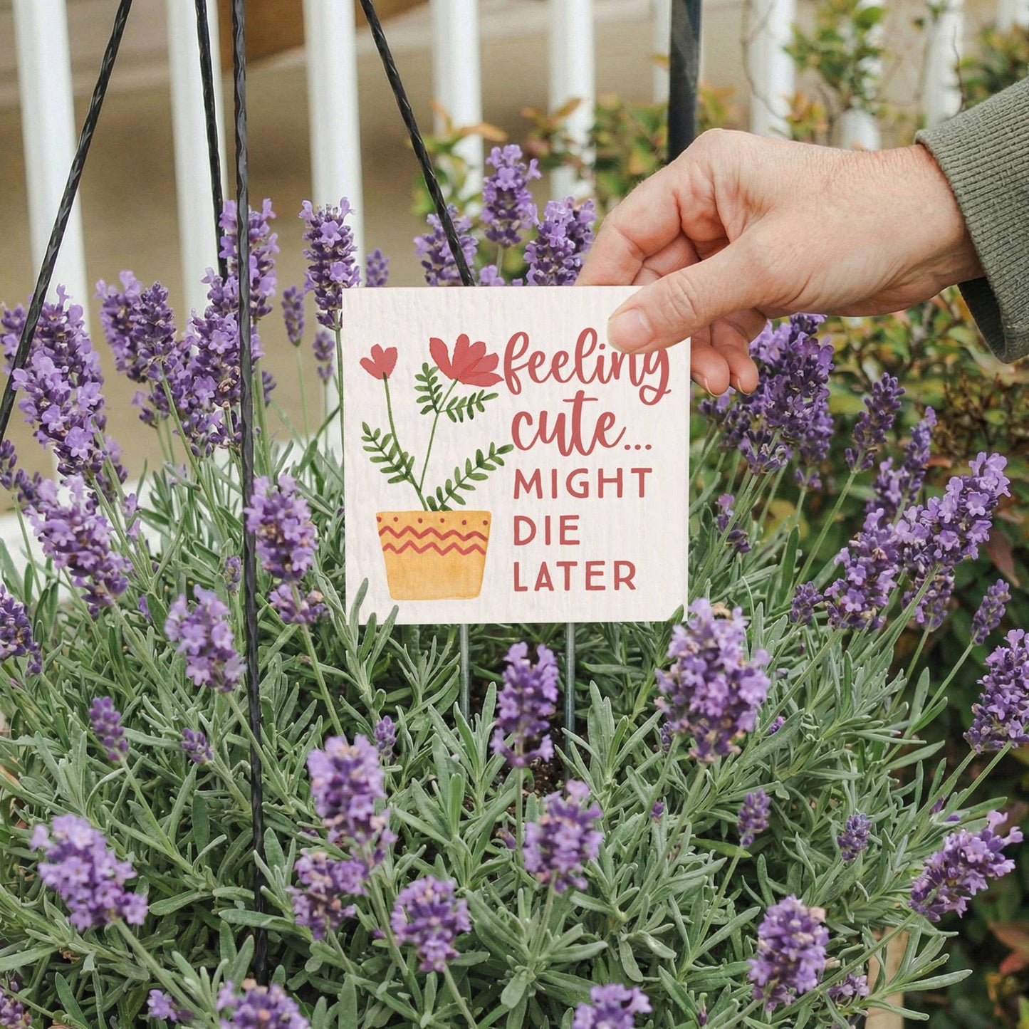 Feeling Cute Die - Plant Thoughts