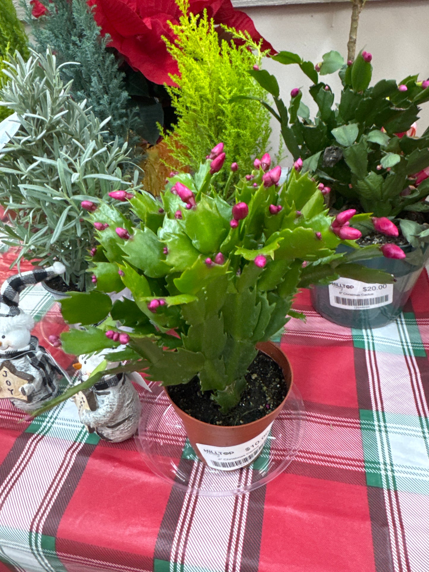4" Christmas Cactus
