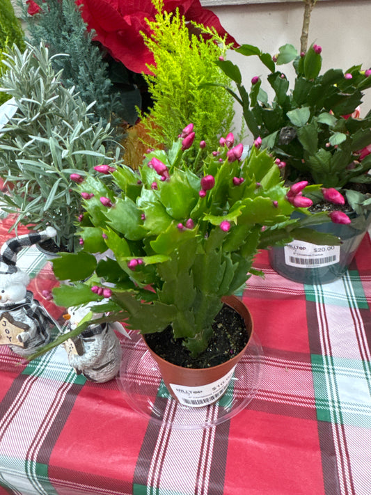 4" Christmas Cactus