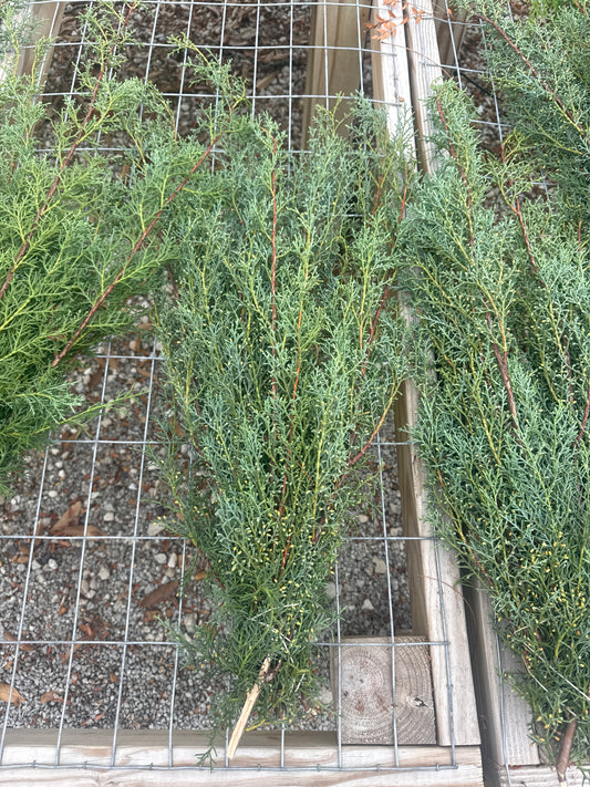 Carolina Sapphire Greenery