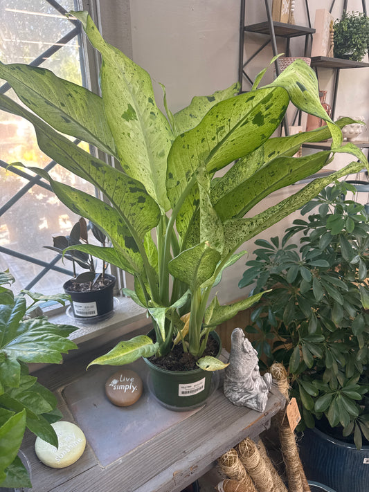 Dieffenbachia Hybrid