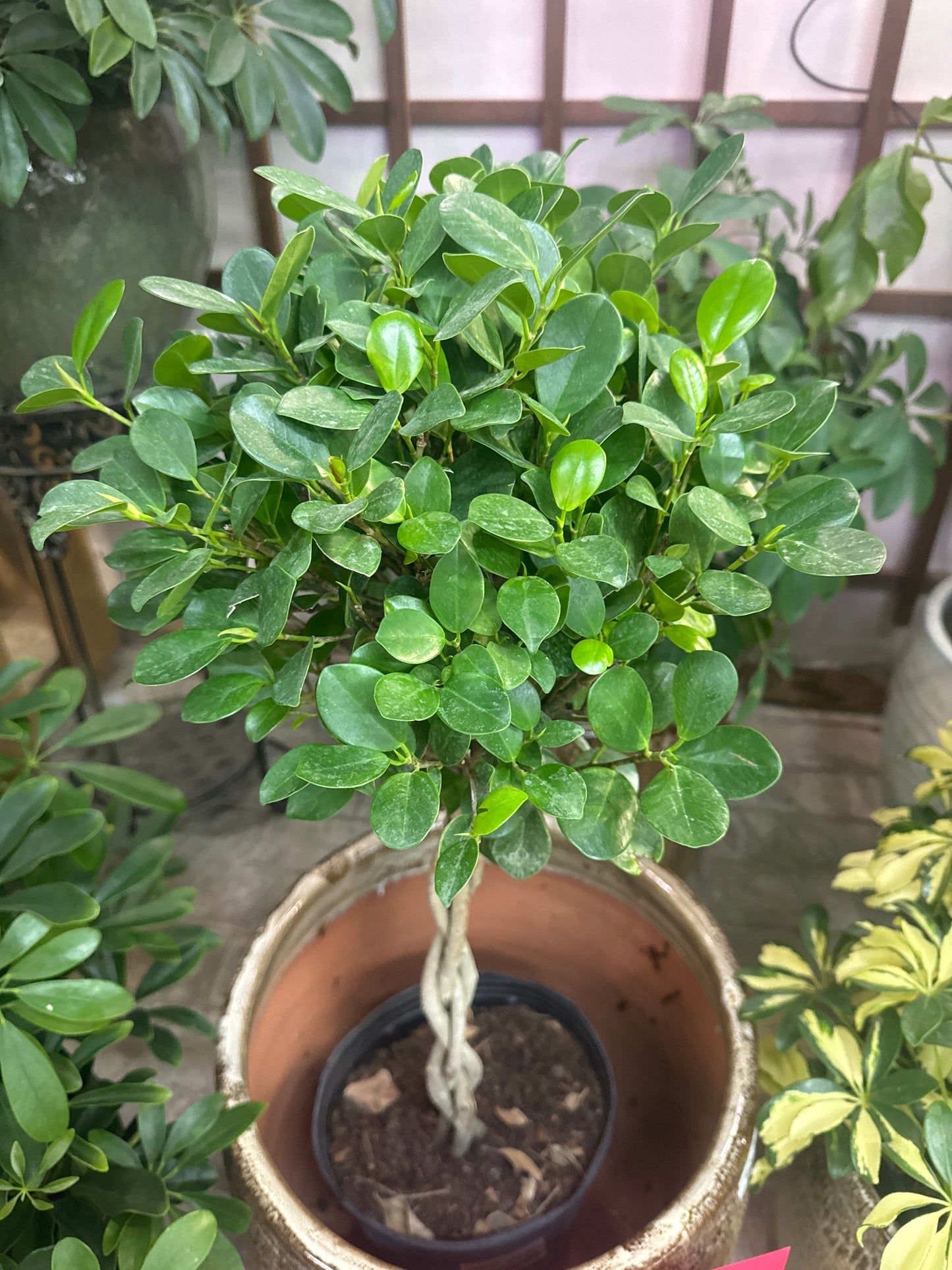 Braided Benjaminana Ficus Tree