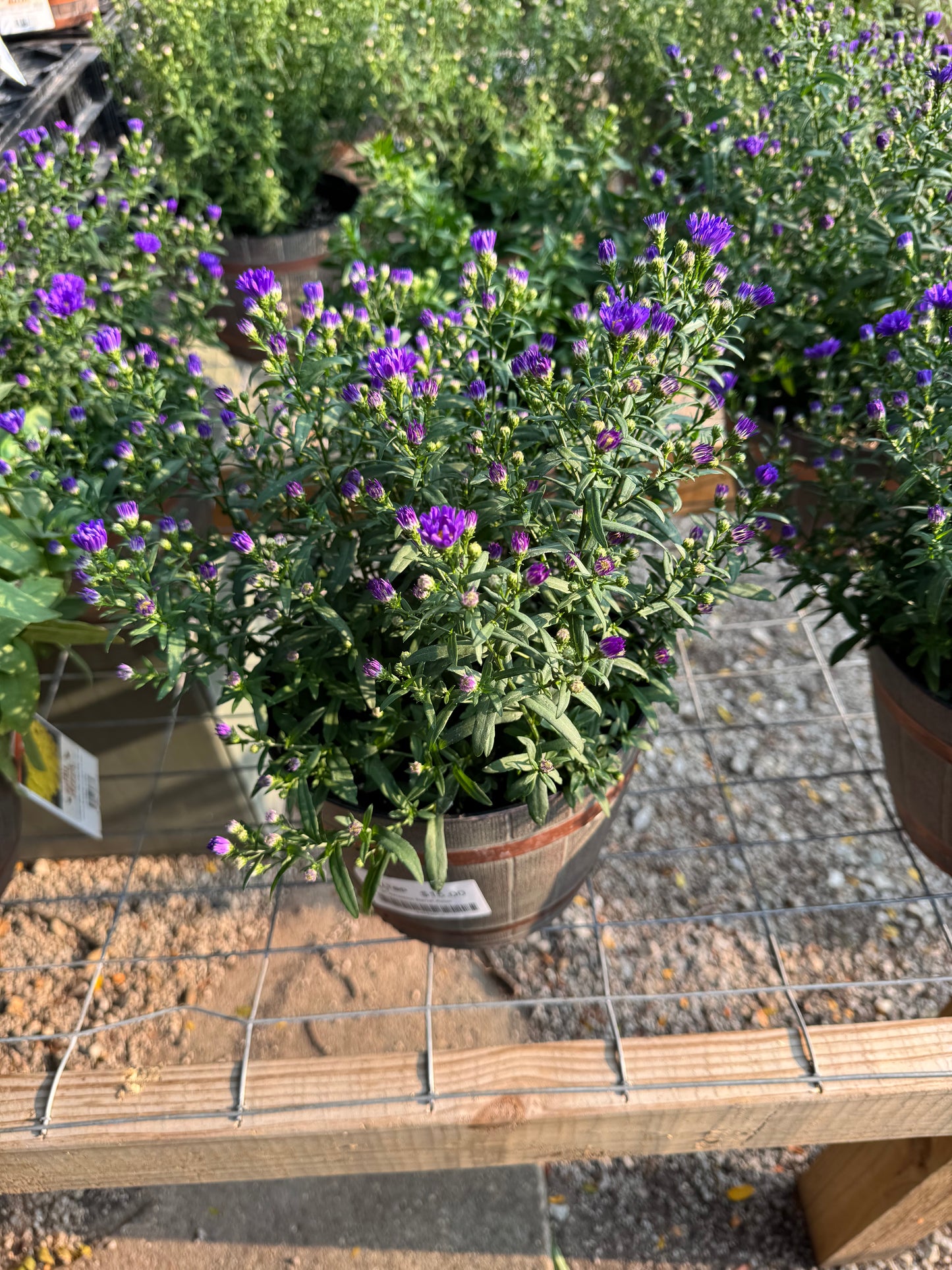 8" Whiskey Barrel Aster