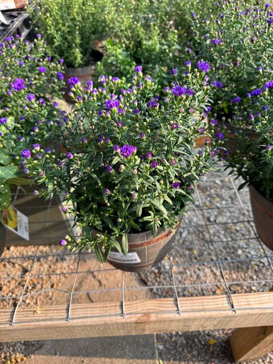 8" Whiskey Barrel Aster