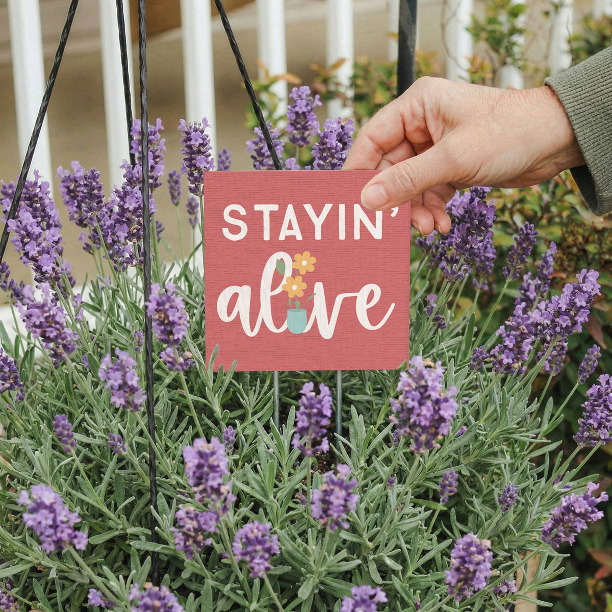 Stayin' Alive Pink - Plant Thoughts