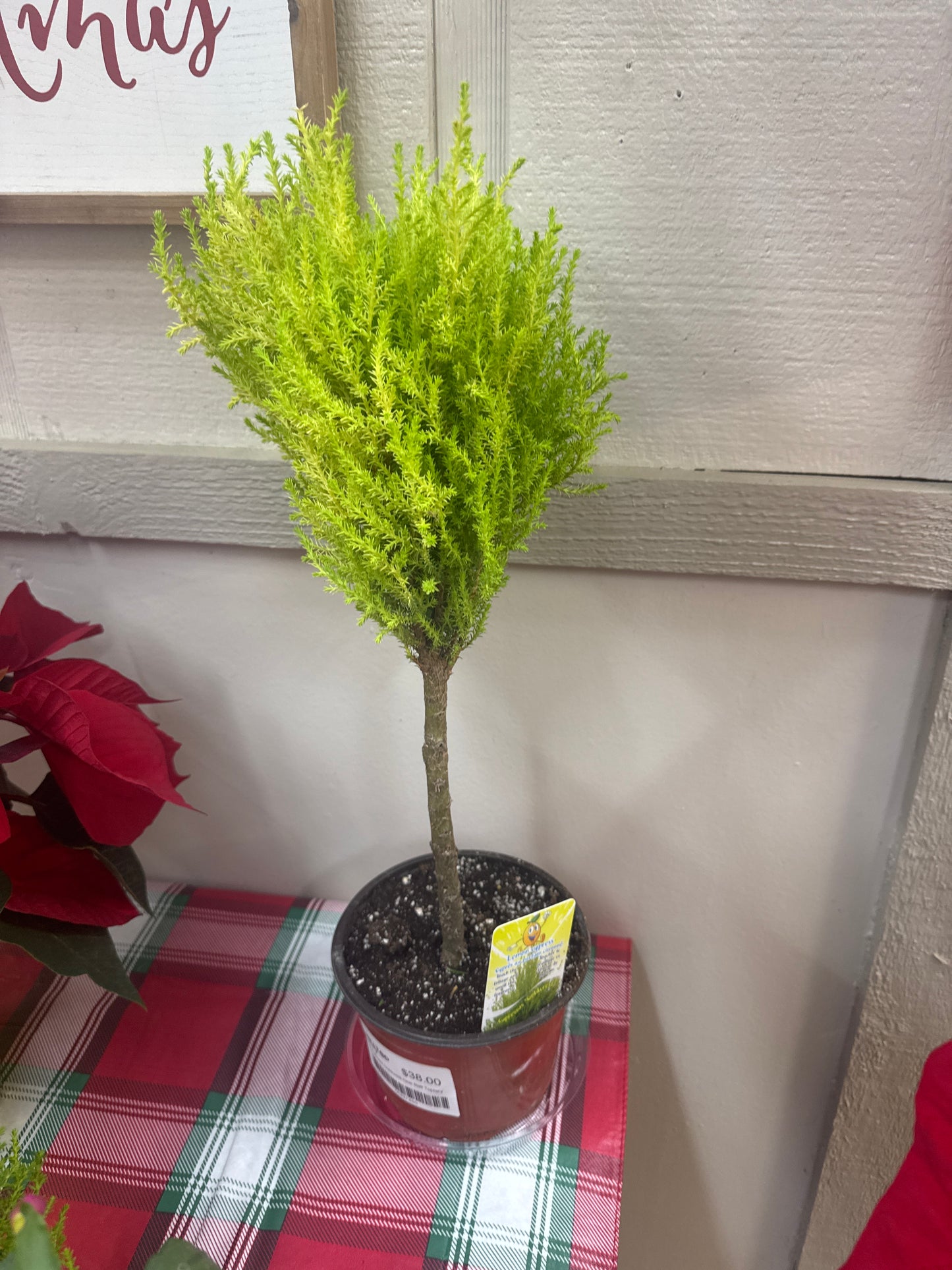 6" Cypress Goldcrest One Ball Topiary