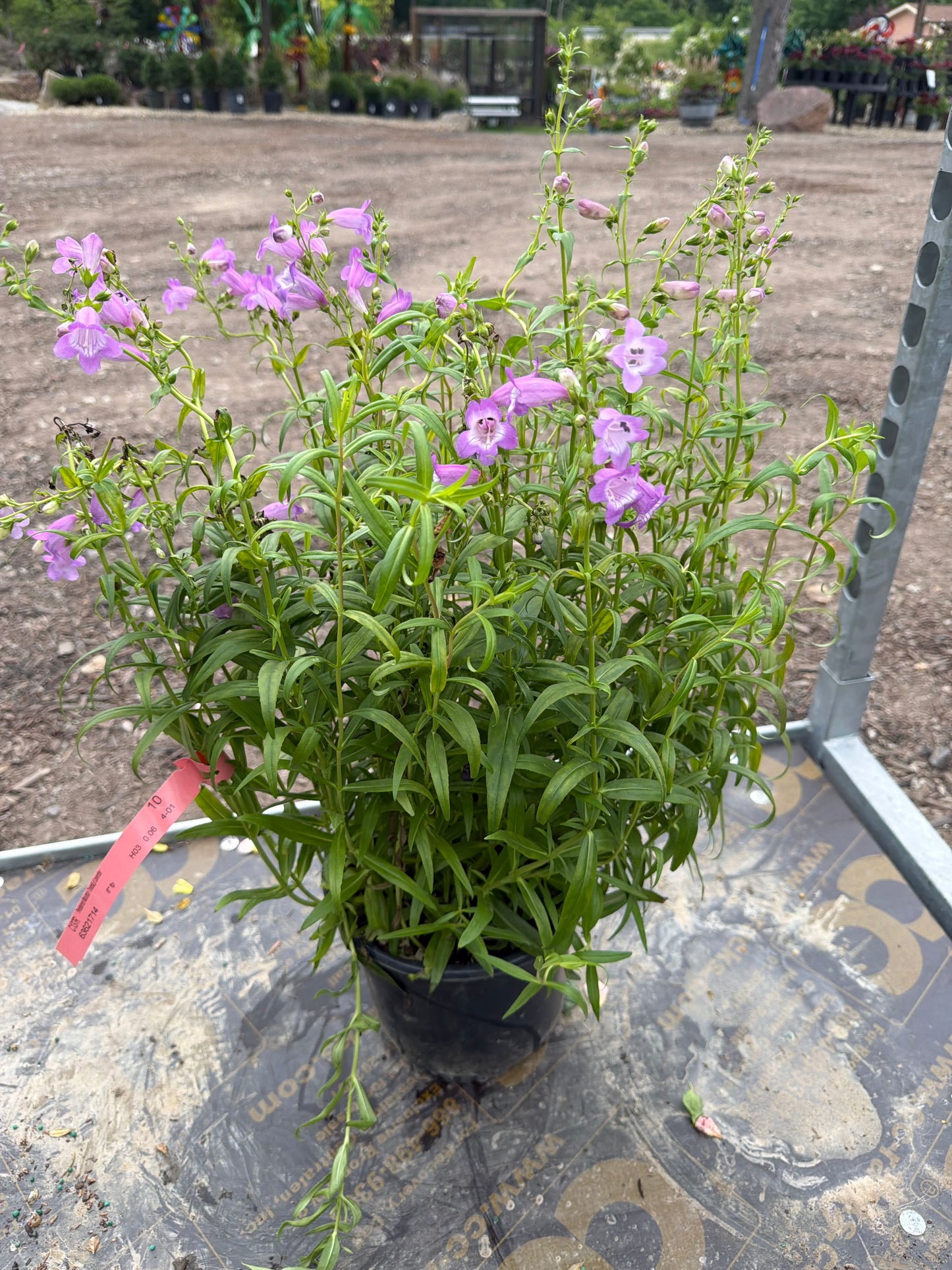 Penstemon Mountain Treats Lavender 8"