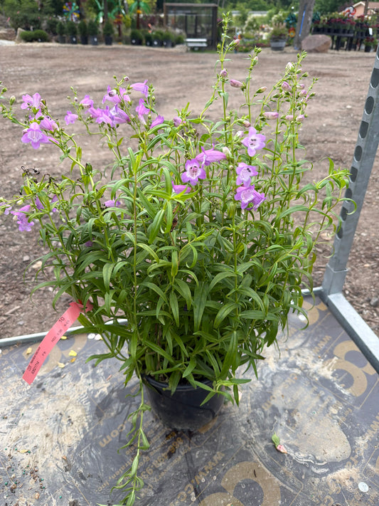 Penstemon Mountain Treats Lavender 8"