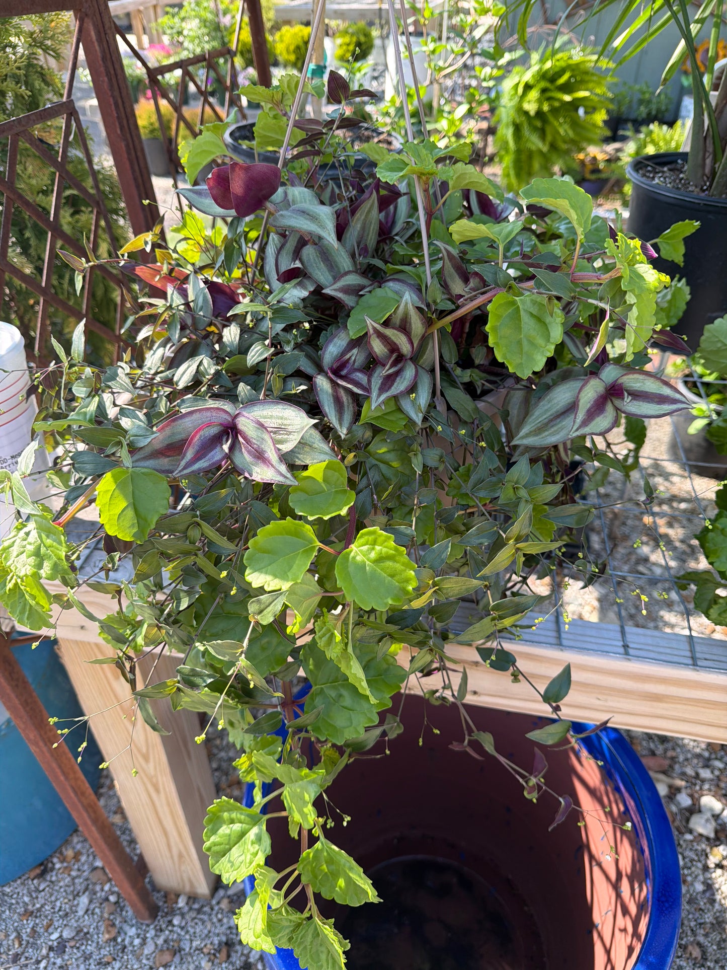 Bridal Veil, Wandering Jew, & Swedish Ivy Hanging Basket