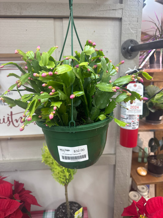 8" Christmas Cactus HB