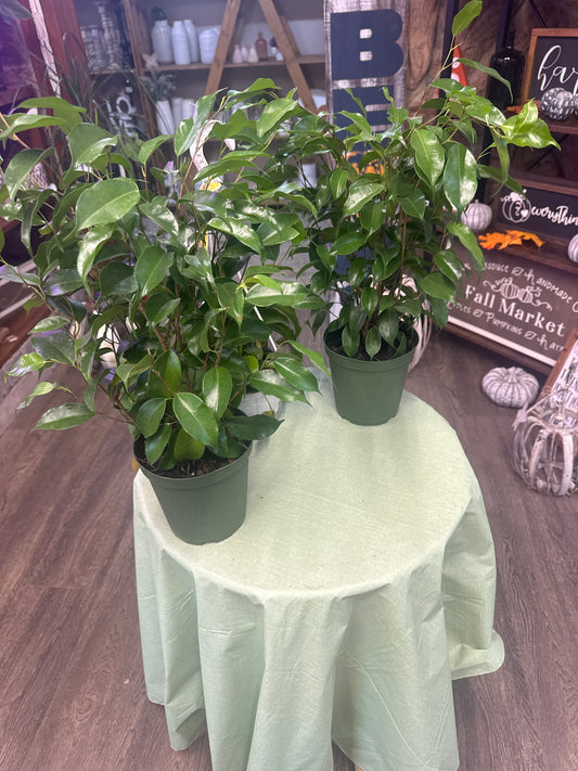 Ficus Benjamina Bush 6"