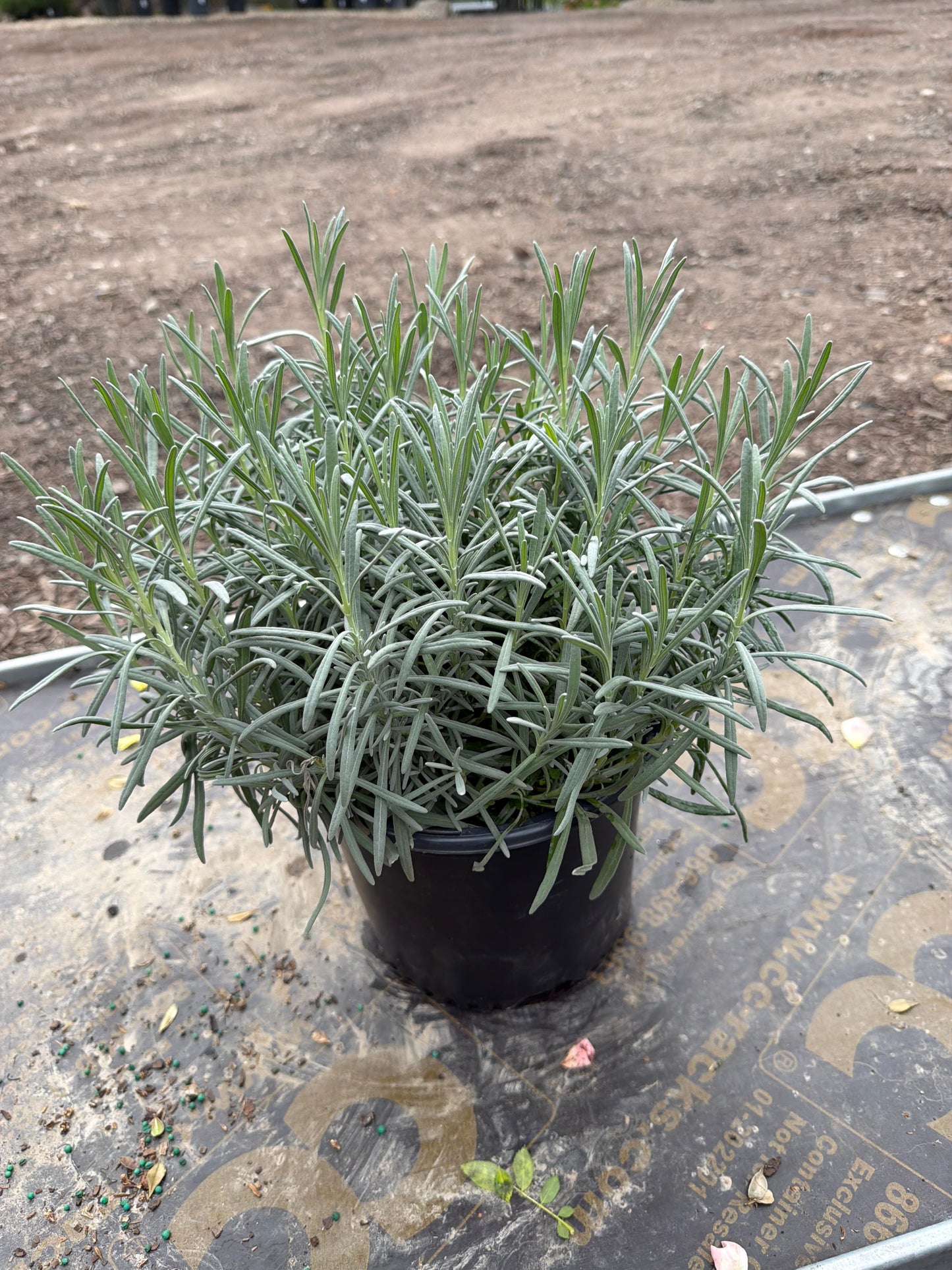 Lavandula int Phenomenal 8"