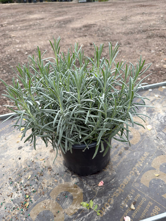 Lavandula int Phenomenal 8"