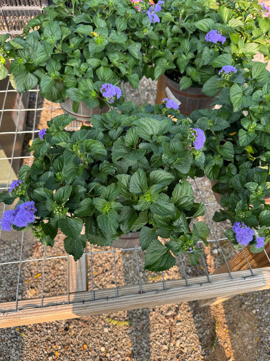 8" Whiskey Barrel Ageratum