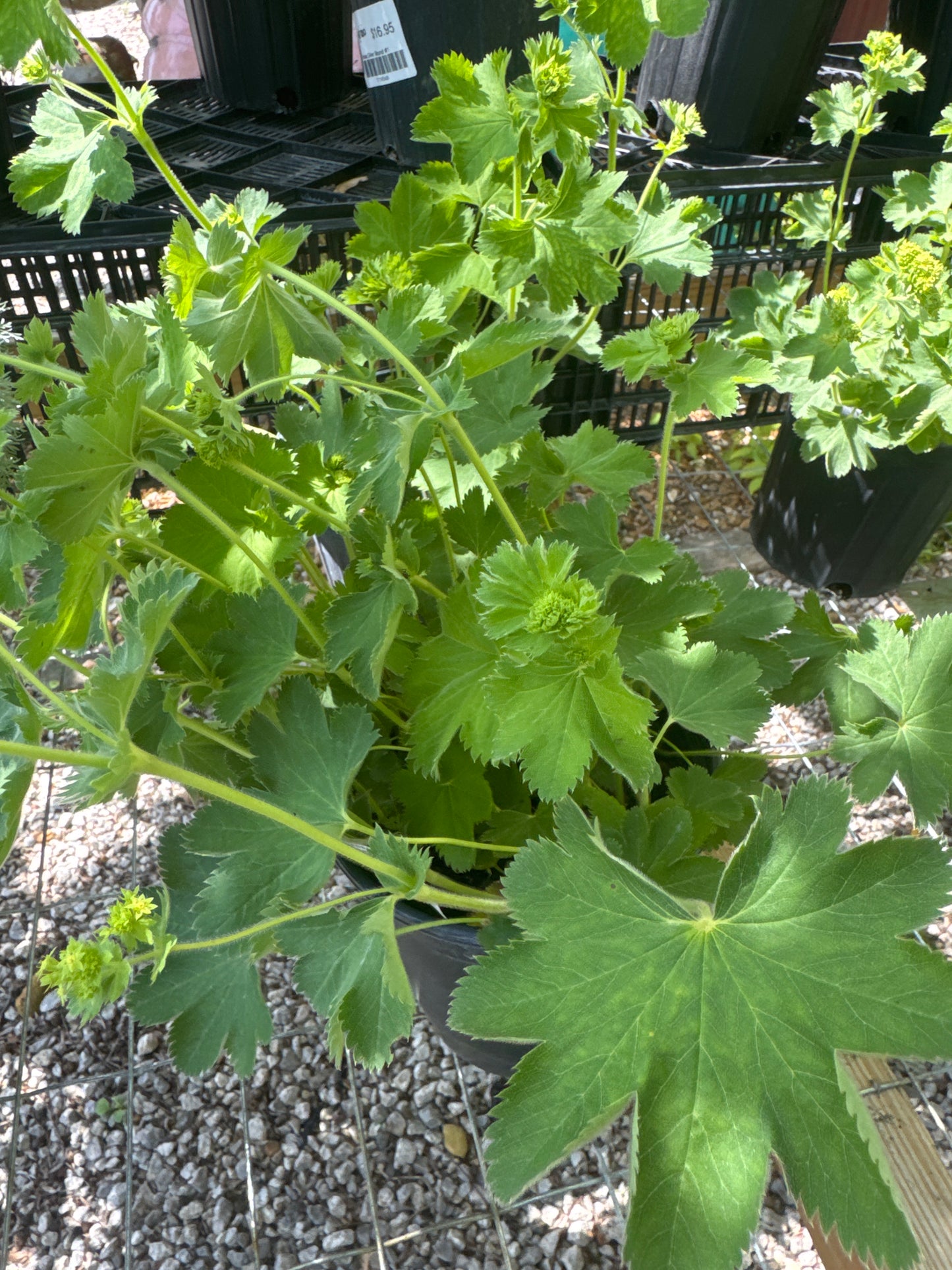 Gold Strike Lady Mantle