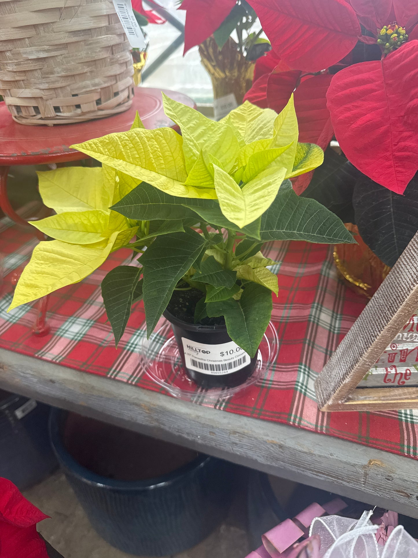 4.33" Poinsettia Christmas Beauty Cinnamon