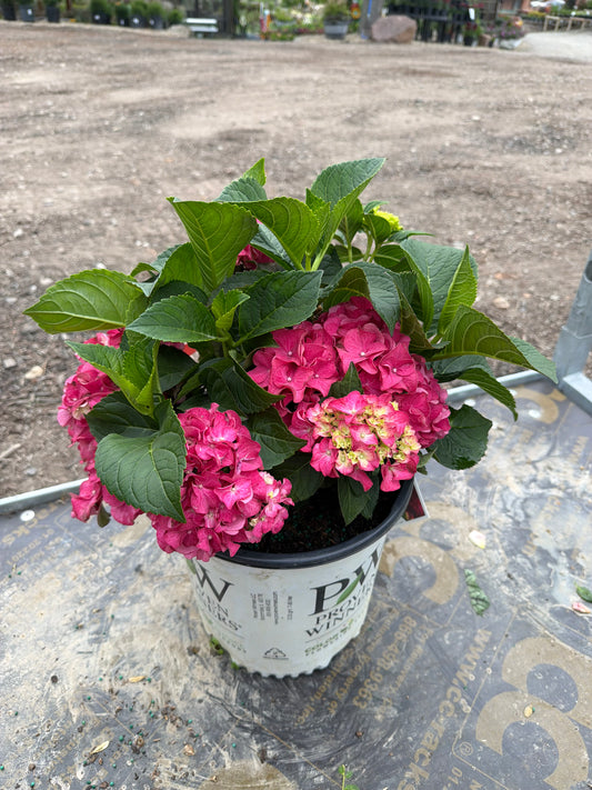 Hydrangea mac Wee Bit Grumpy #2