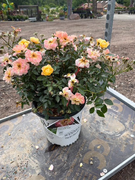Rose Oso Easy Italian Ice #2