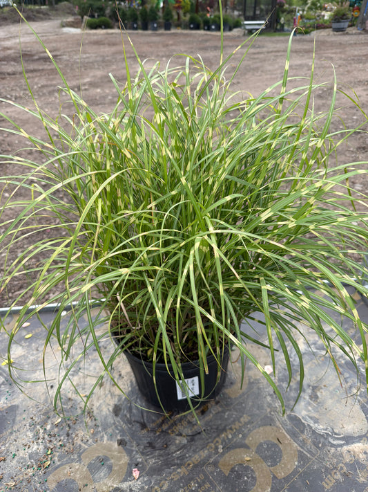 Miscanthus Little Zebra Grass #2