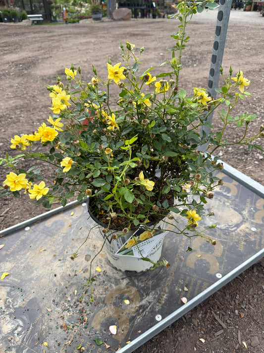 Rose Oso Easy Lemon Zest #2