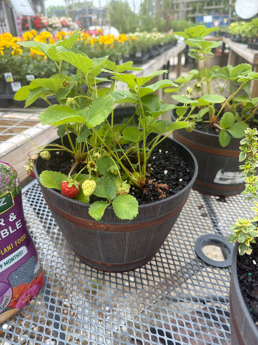 Whiskey Barrel Strawberry Pot